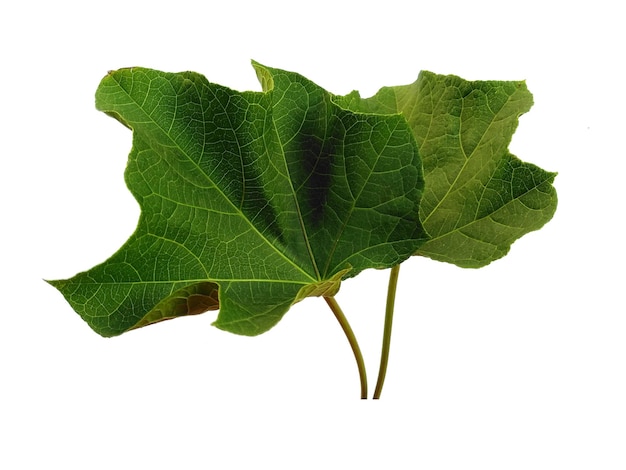 Ricinus communis leaf Isolated on white background