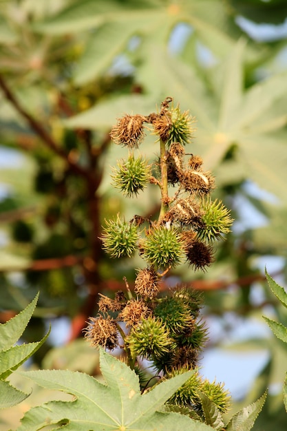 Ricinus Communis 견과류 나무에 매달려