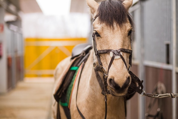 Ride ranch training school Interior of horse stables or stalls Horse looking thought window background with copy space