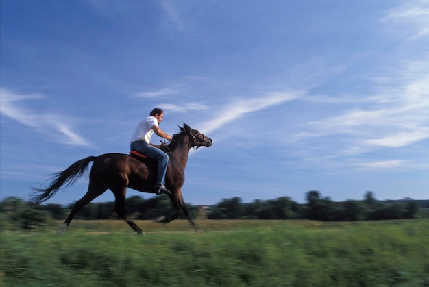 Photo rider on brown horse