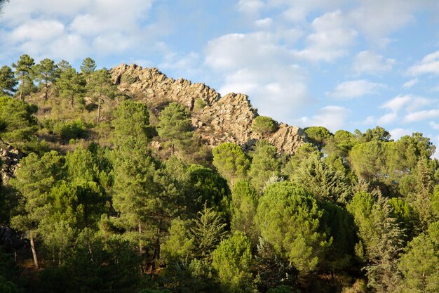 Ridge en pijnbomen in Ruecas Valley, Canamero, Caceres, Spanje