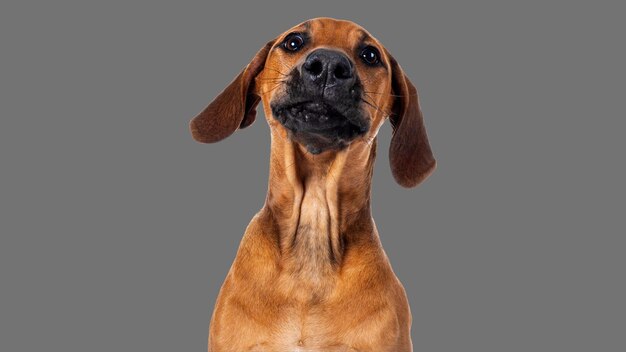 Ridgeback dog on transparent background