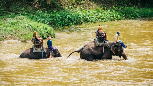 Верховая езда слона через лес - очень популярная деятельность для туристов и путешественников.