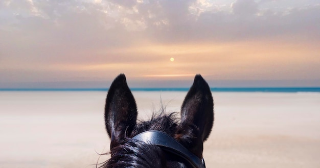 riding girl and her stallion on the beach