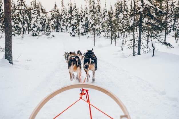 Катание на собачьих упряжках в снежном зимнем лесу в Финляндии Лапландии