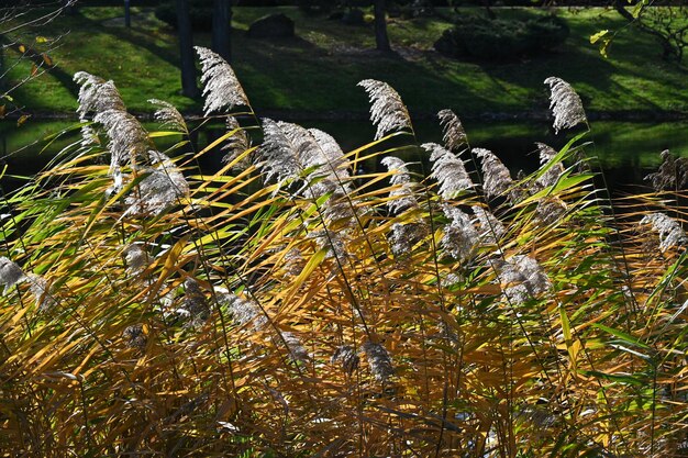 Riet aan de oever van de vijver