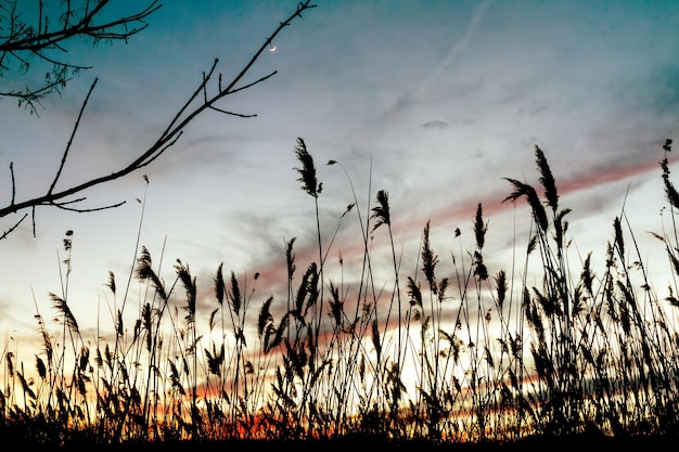 Riet achtergrond hemel avondzon zonsopgang licht ochtend