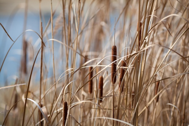 Riet bij het meer