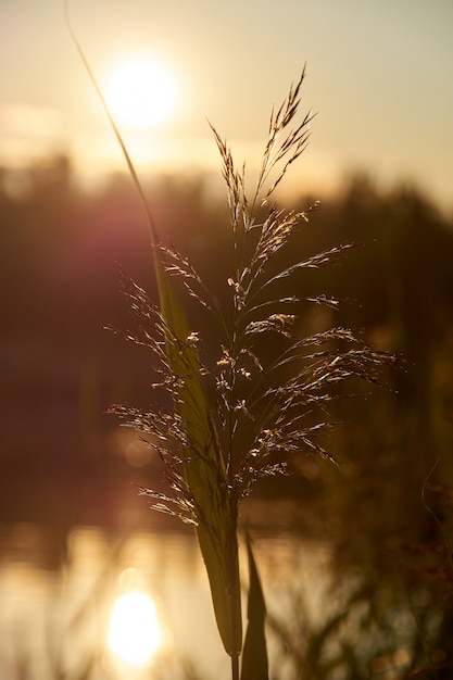 Foto riet bij zonsondergang. backlit fotografie