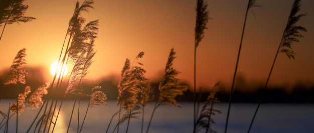 Riet bij zonsondergang