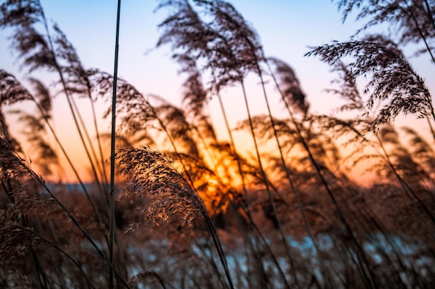 Riet bij zonsondergang