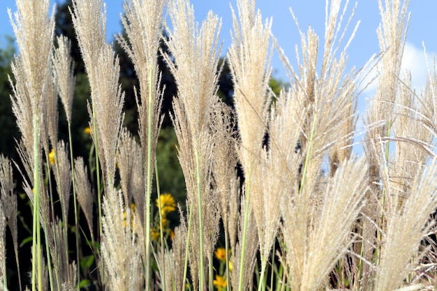 Riet droog