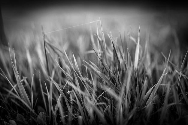 Riet en gras met gladde achtergrond in zwart-wit