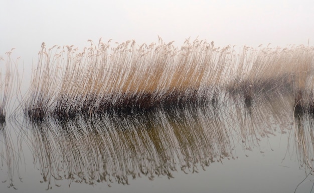 Riet en mist in een zoetwaterlagune