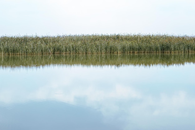 Riet en wolken weerspiegeld in het blauwe water van een meer of vijver zonsopgang of zonsondergang