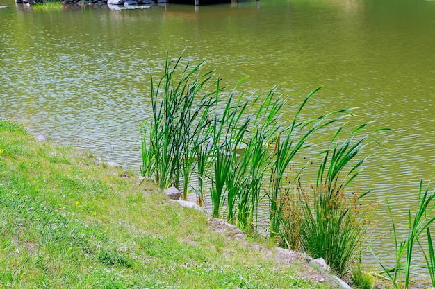 Riet groeit aan het meer riet meer