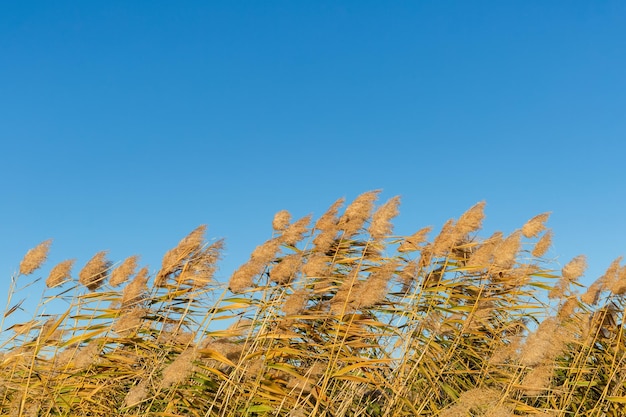 Riet in de herfst tegen een blauwe lucht