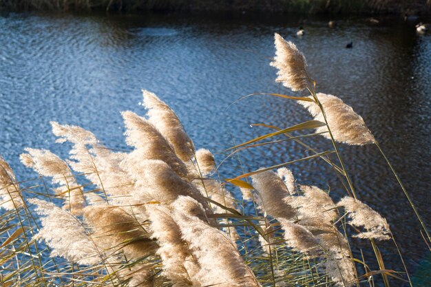 Riet in de rivier