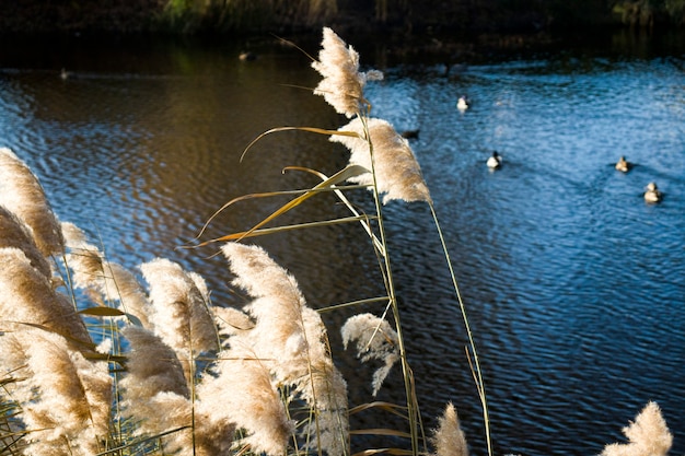 Riet in de rivier