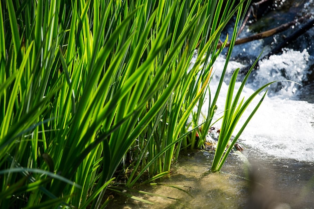 Riet in de rivier