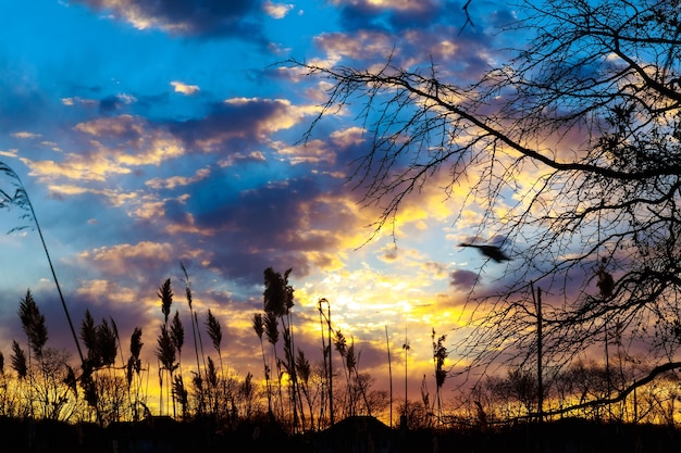 Riet in de rustige avond op een zonsondergang wolk rood dramatisch