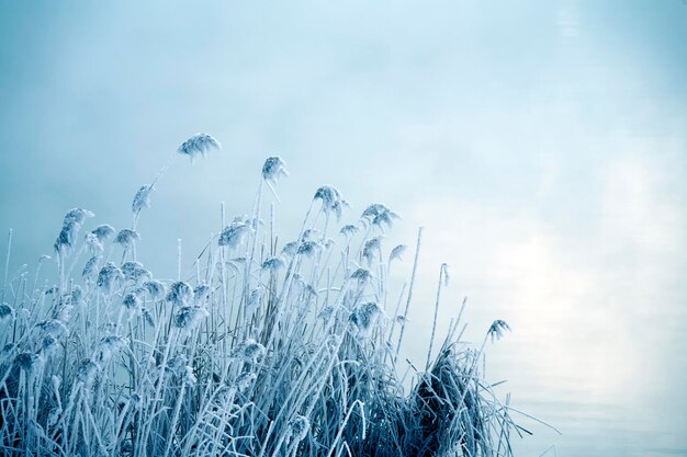 Riet in een mist