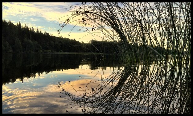 Foto riet in het meer tegen de lucht