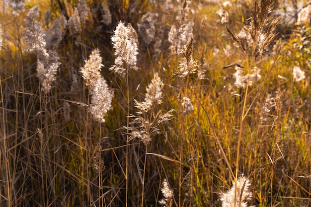 riet in zonlicht in de herfst