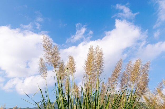 Riet onder blauwe lucht en witte wolken