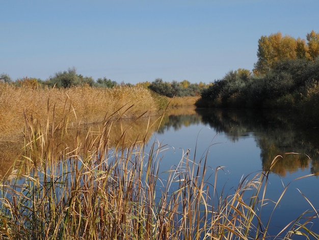 riet op de achtergrond van de rivier