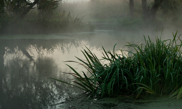 Riet op de oever van de rivier