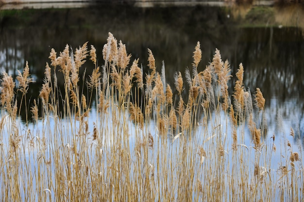 Foto riet op de oever van een meer