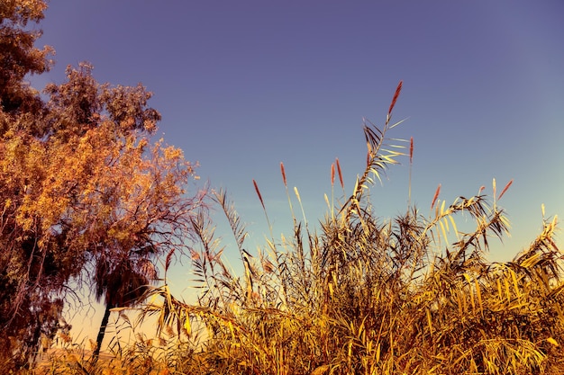 Riet op het meer Magische sereniteit zonsondergang over het meer Landelijk landschap Prachtige wilde natuur