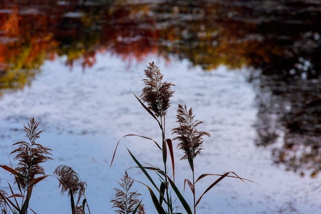 Riet op het meer