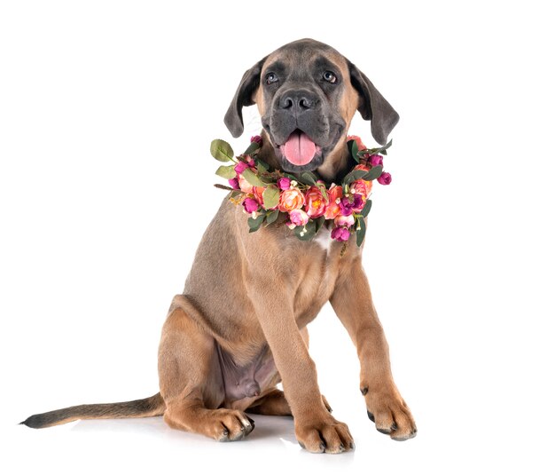 Riet van het puppy corso
