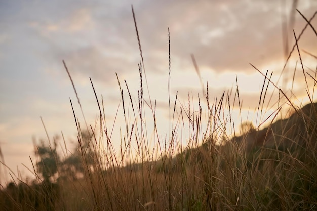 Riet vs zonsondergang Selectieve focus Ondiepe scherptediepte Prachtige zonsondergang tussen het droge gras