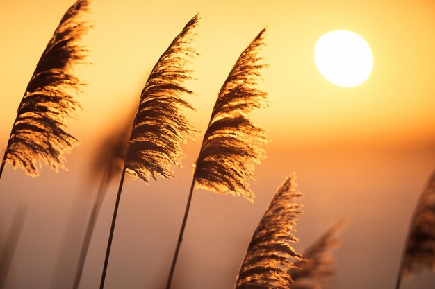 Foto rietbloemen dansen in de zonsondergang omhelzen een rustige symfonie van natuur schoonheid weven