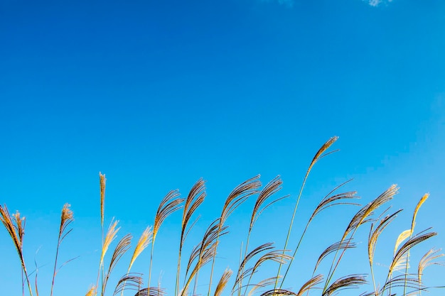 Rietbloemen zwaaien in de wind met blauwe hemelachtergrond