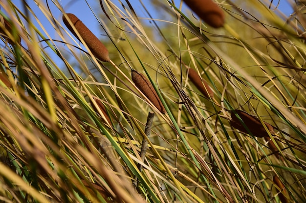 Rietclose-up in het de herfstarboretum Ulyanovsk, Rusland