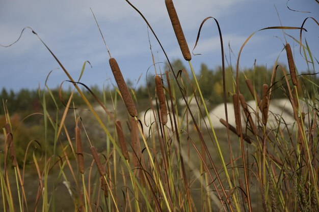 Foto rietclose-up in het de herfstarboretum ulyanovsk, rusland