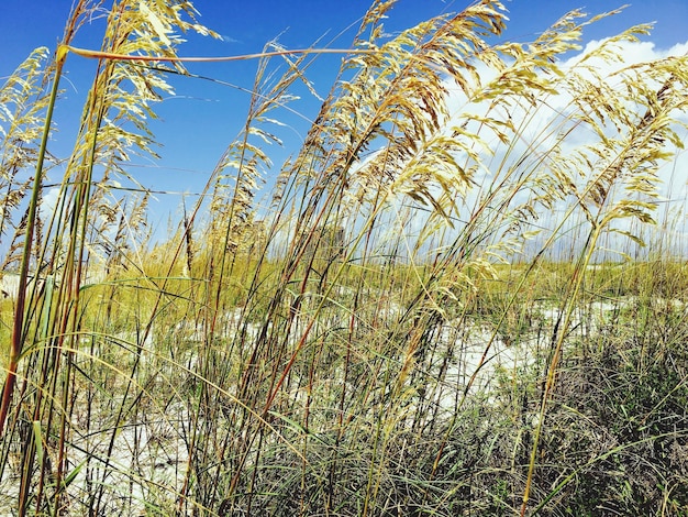 Rieten groeien op het veld tegen de lucht