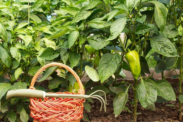 Rieten mand en handhark met struiken van groene paprika op een achtergrond.