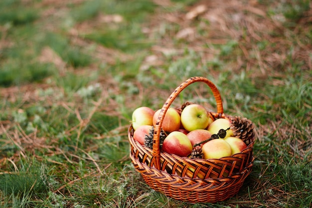 Rieten mand met appels op groen gras