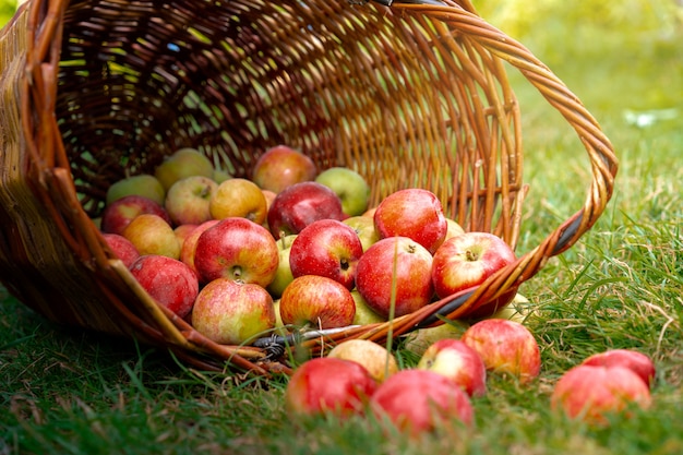 Rieten mand met appels op het gras