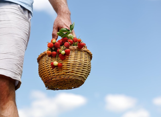 Rieten mand met rijpe rode aardbeien in de handen van een man die op een plantage staat tegen de hemel