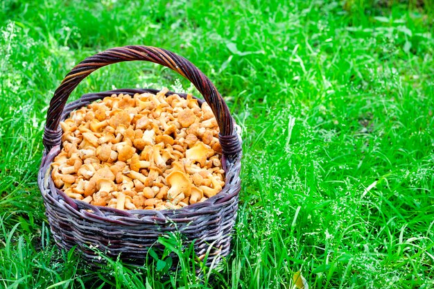 Rieten mand met wilde paddestoelen cantharellen op groen gras