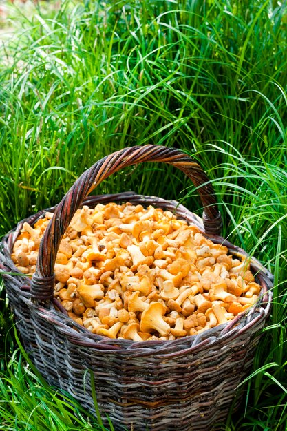 Rieten mand met wilde paddestoelen cantharellen op groen gras