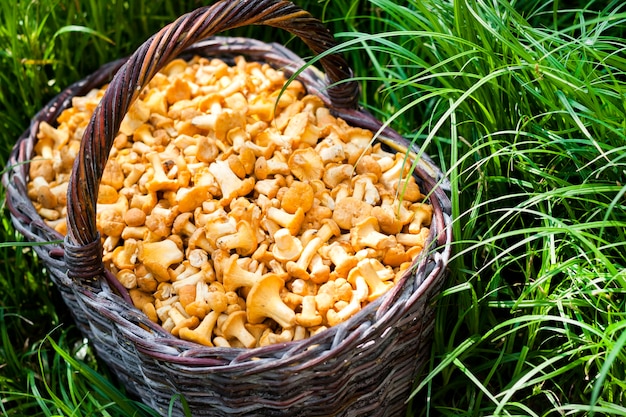 Rieten mand met wilde paddestoelen cantharellen op groen gras