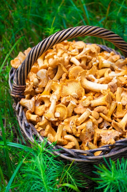 Rieten mand met wilde paddestoelen cantharellen