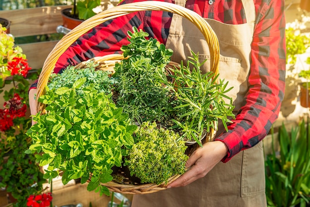 Rieten mand vol groene aromatische zaailingen om voor voedselkruiden in handen te transplanteren